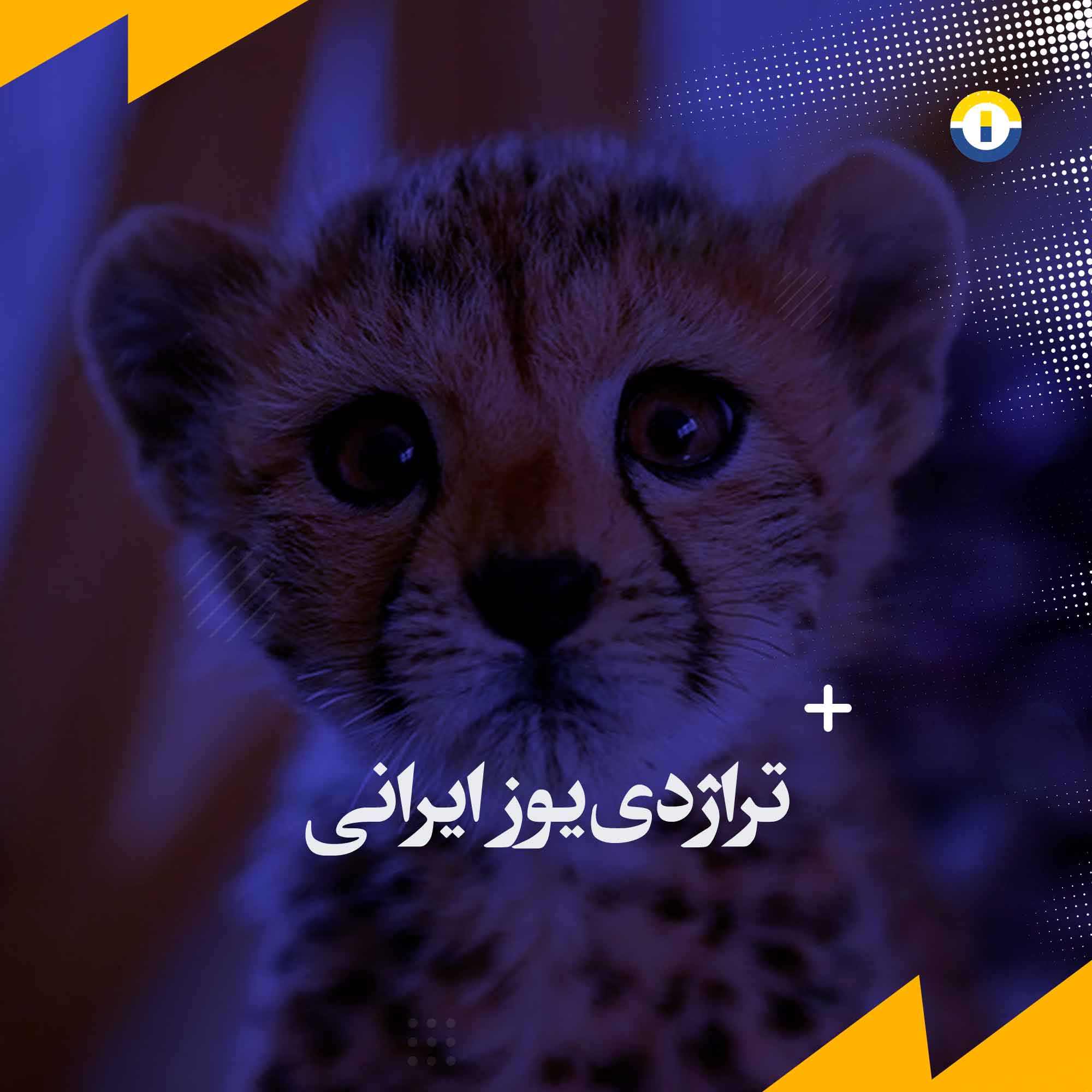 تراژدی یوز ایرانی